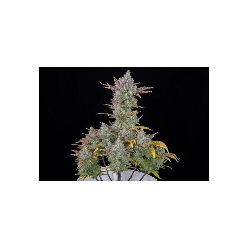 Gorilla Cookies Auto, Фасовка: 5, изображение 3